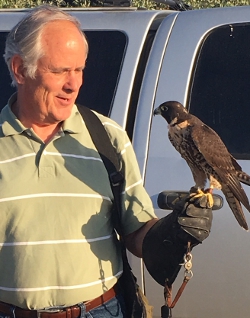 Dr. Kaiser and the peregrine falcon