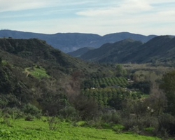 Orchard area on the expanded property