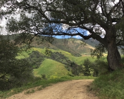 Orchard area on the expanded property