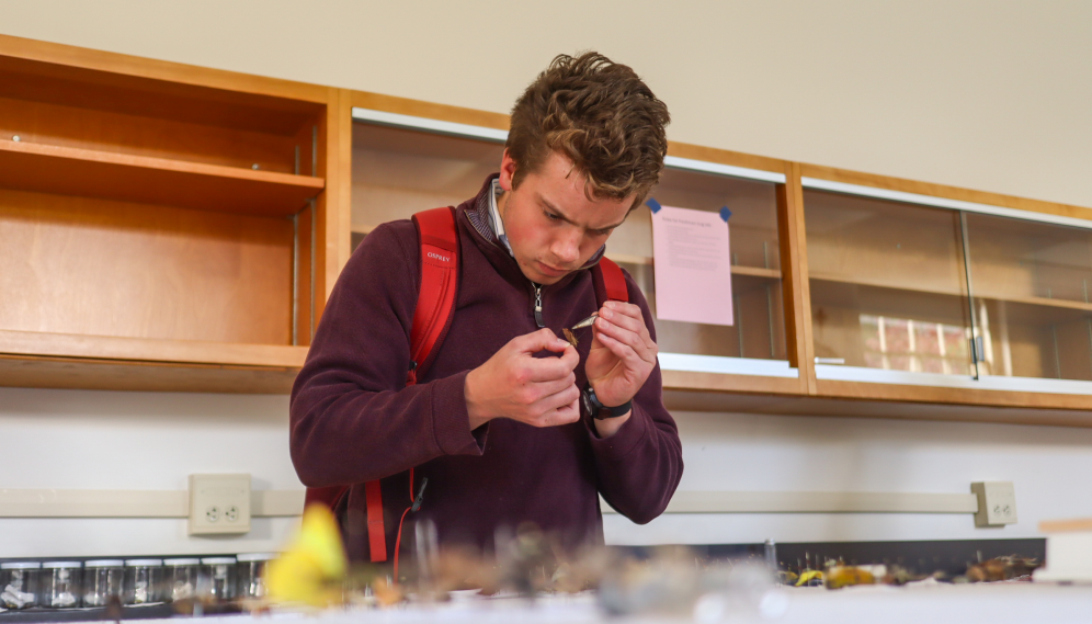 A student uses tweezers to arrange the wings and legs on a bug prior to pinning