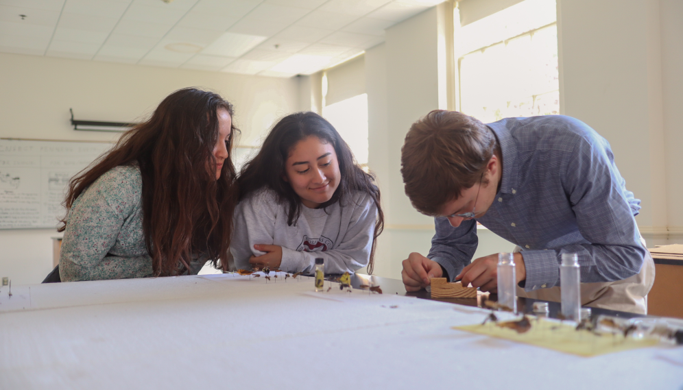 Two students watch a lab assistant pin a bug with the pinning block