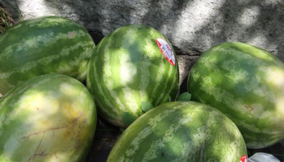 HSSP 18 -- Womens Watermelon Water Polo