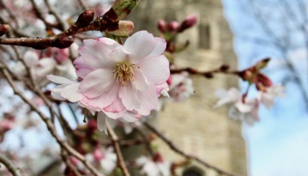 Flowers in New England 2020