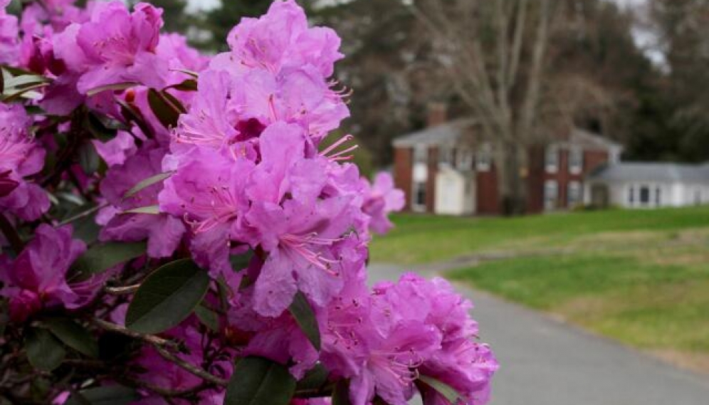 Flowers in New England 2020