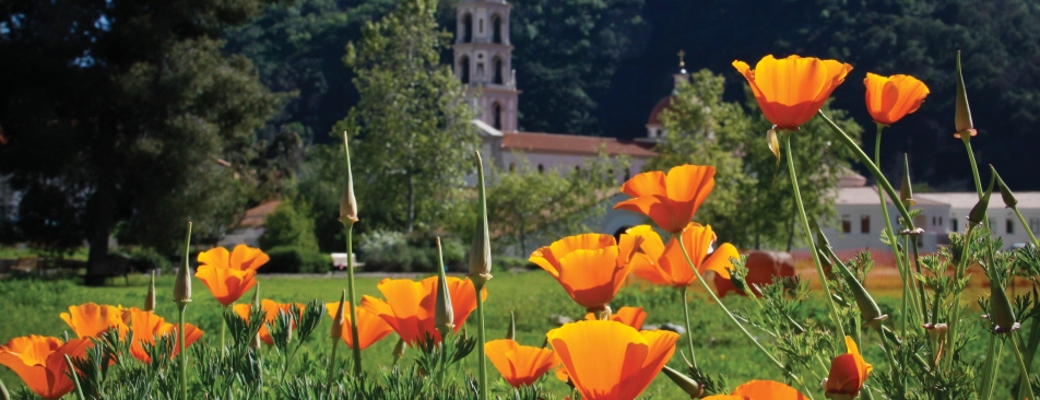 Poppy flowers with building in the background