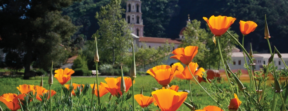 Poppy flowers with building in the background